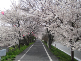 岡山の桜 お花見スポット お花見情報まとめ リクエストパーティー リクパ