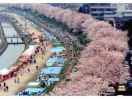 岡山の桜 お花見スポット お花見情報まとめ リクエストパーティー リクパ