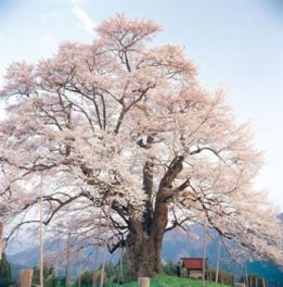 岡山の桜 お花見スポット お花見情報まとめ リクエストパーティー リクパ